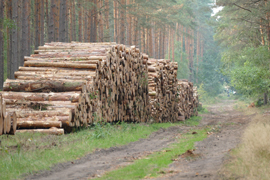 Holzeinschlag Massnahme